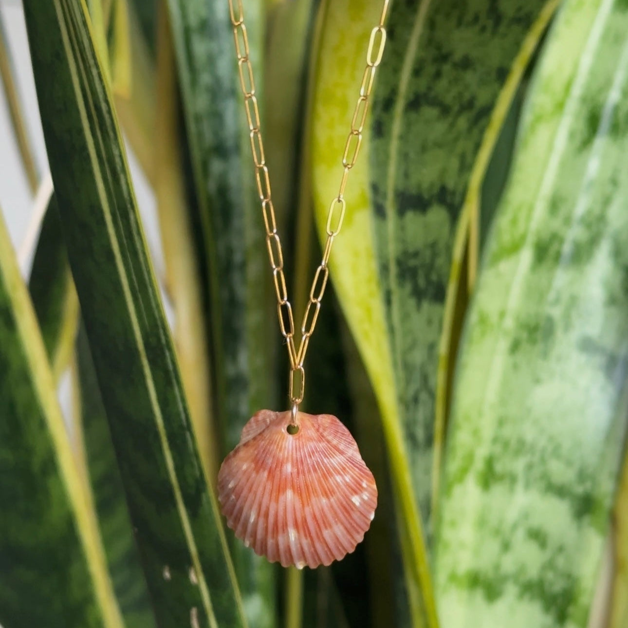 Gold Filled Seashell Necklace.