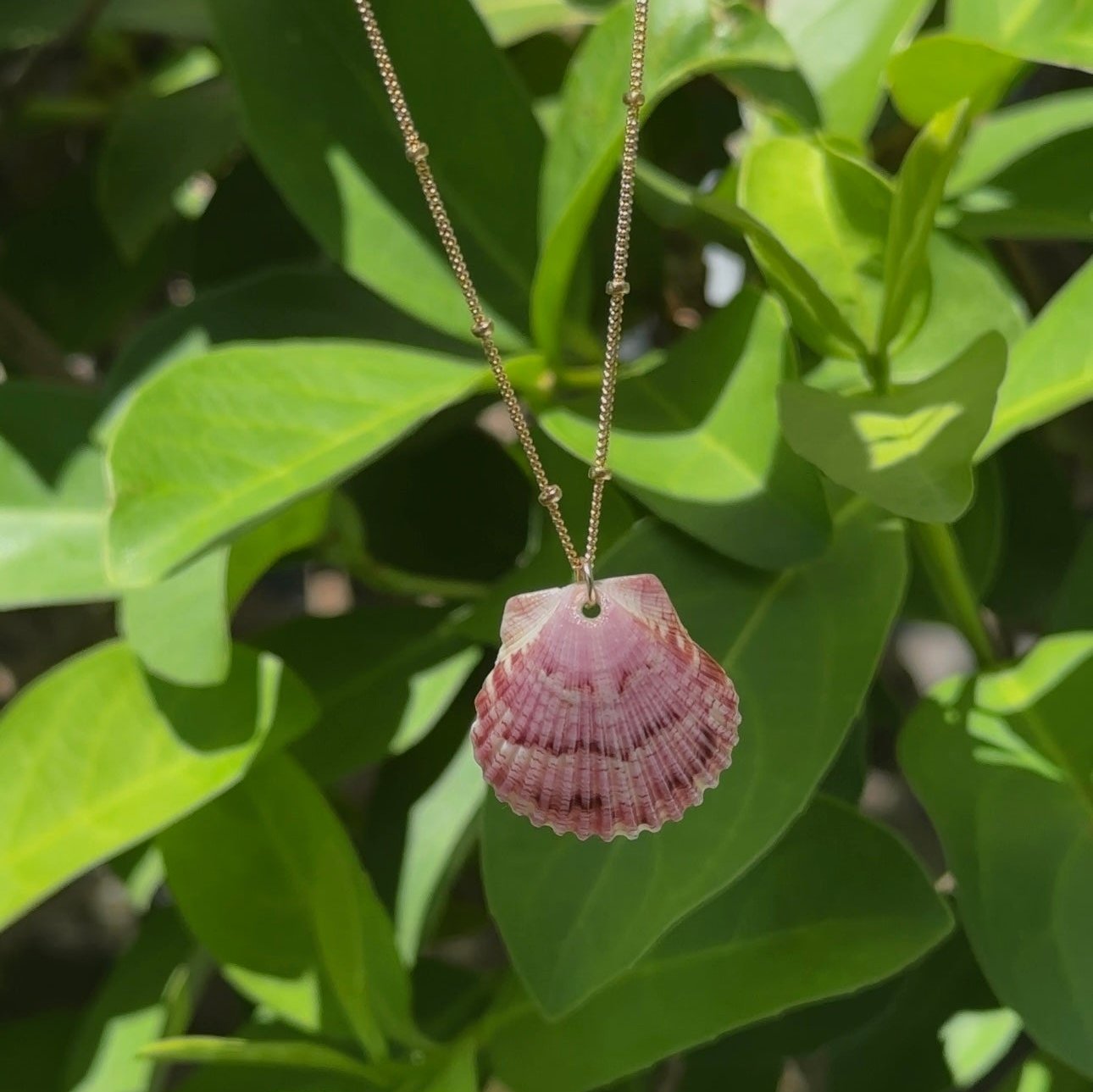 Gold Filled Seashell Necklace.